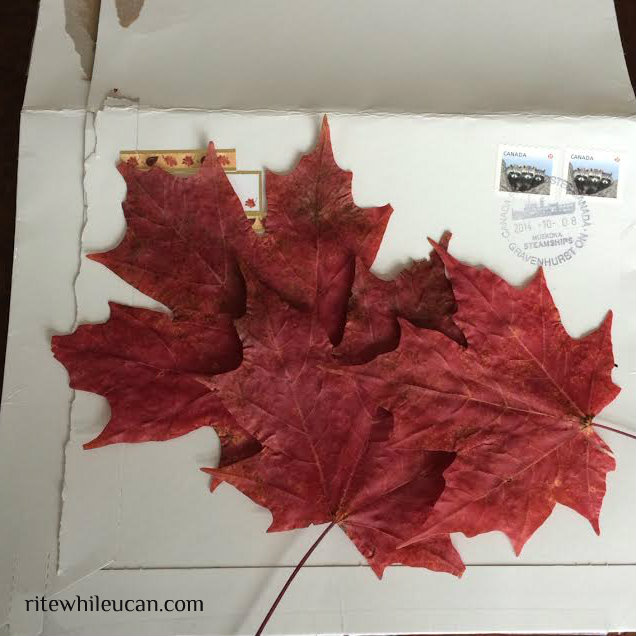 maple tree, Fall, letters, stamps
