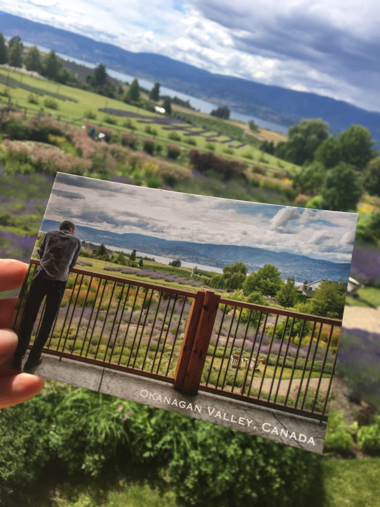 lavender farm with a mailbox, lavender, mailbox