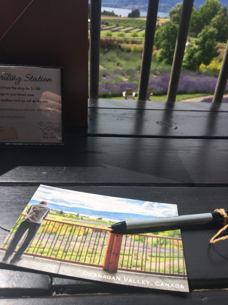 lavender farm with a mailbox, lavender, mailbox